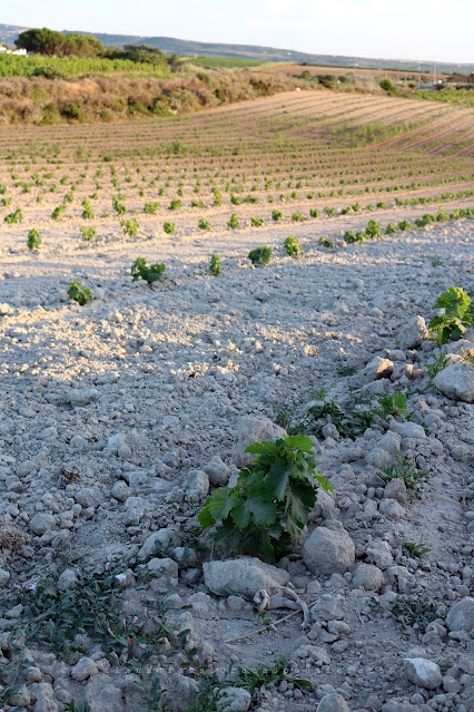 Serata in vigna. Gustare il tramonto non solo con gli occhi, foto di Orata Spensierata