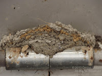 Barn swallow nest shows the various sources of mud used by the birds - Tokushima, Japan, by Denise Motard