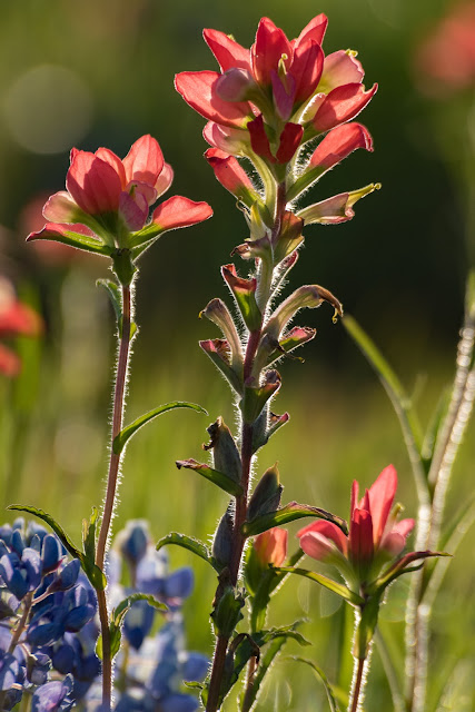 Indian Paintbrush, Sugar Hill Road