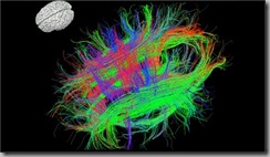 Brain pathways