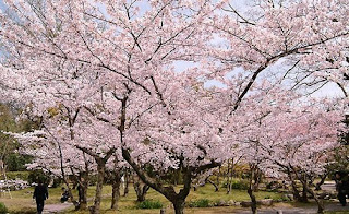 Taman Bunga Sakura - Sakura Garden