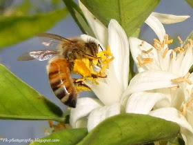 Honey Bee on Orange Blossoms 