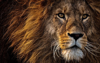 Lessons You Can Learn From Lions, The King Of The Jungle