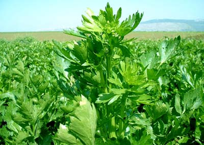 celery plant