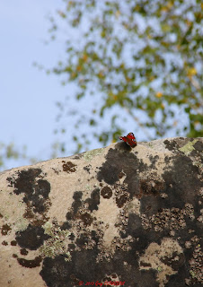 Paon de jour, Fontainebleau,