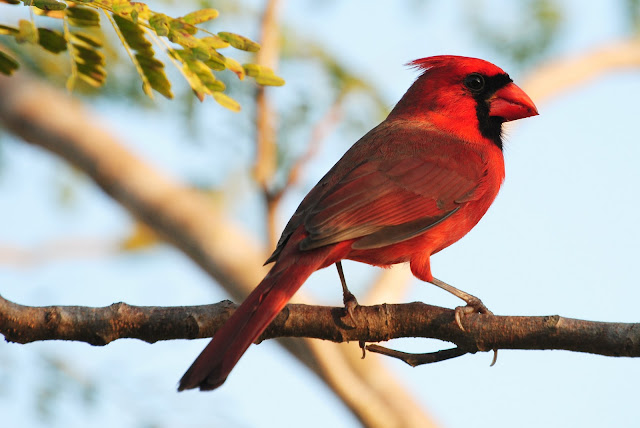 Cardinal Birds In Florida