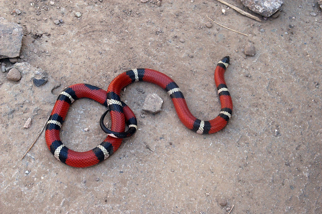 Texas coral snake: Identification, Characteristics, Facts, Behaviour, Poison, Antivenom