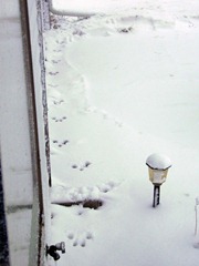 Bunny tracks 12 20 12