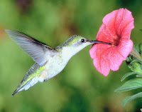 Picture Of A Humming Bird