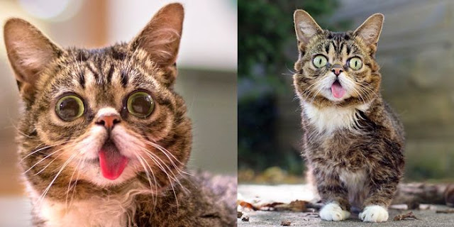 8 Kucing Ini Popular Dan Menjadi Cat Celebz Lho..! Yang Mana Favoritmu?