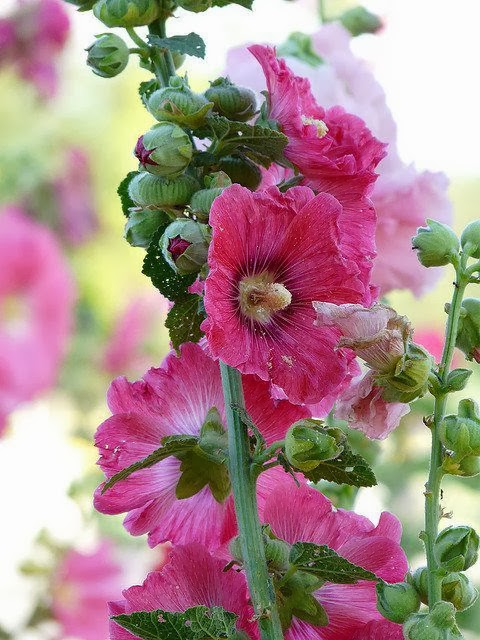  alcea