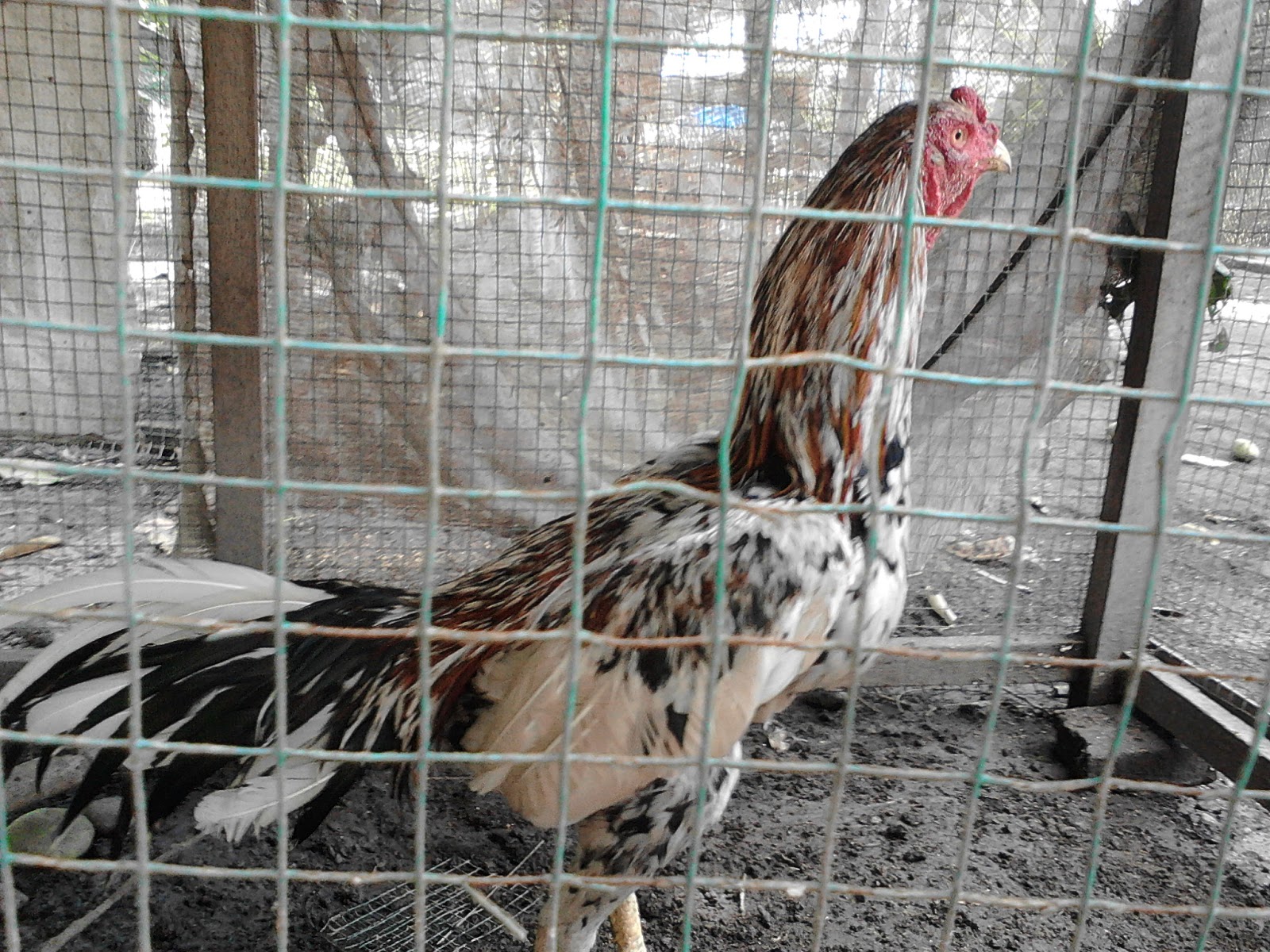 Kandang Umbaran Ayam  Bangkok Aduan  Terbaik Tilunk Com