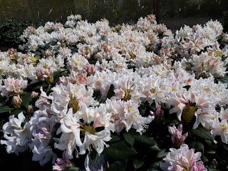 Rhododendron Cunningham White
