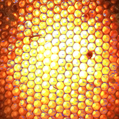 bee, beekeeping, foundationless. walter t kelly, honey comb, natural cell size, SimpleCV, 