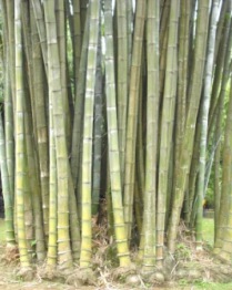  memang dikenal sebagai jenis flora yang mempunyai banyak kegunaan Simak Tentang Bambu !!!