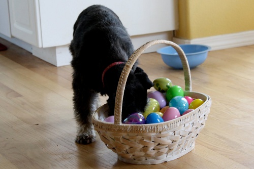 Dog Easter Basket1