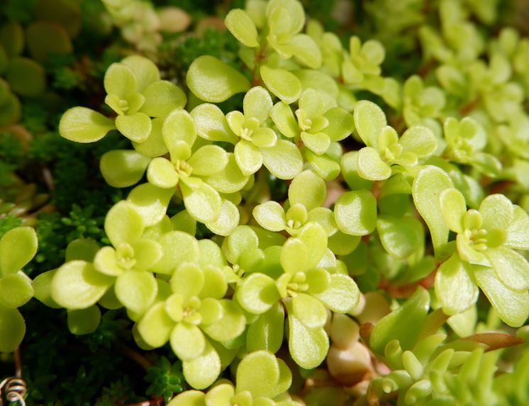 多肉植物 黄金丸葉万年草 オウゴンマルバマンネングサ 特徴と育て方 たにく図鑑 草日和 Kusabiyori