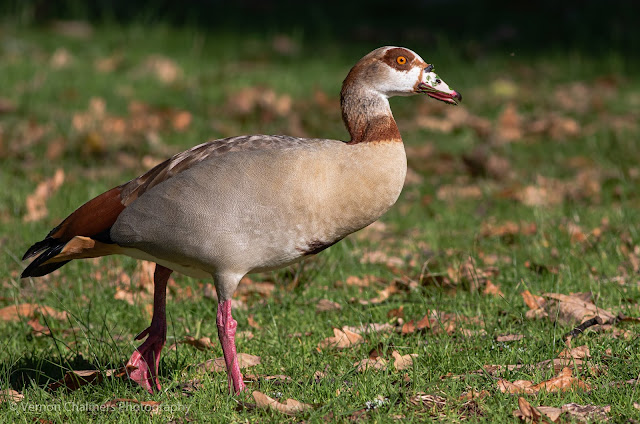 Egyptian Goose Kirstenbosch National Botanical Garden Cape Town Vernon Chalmers Photography