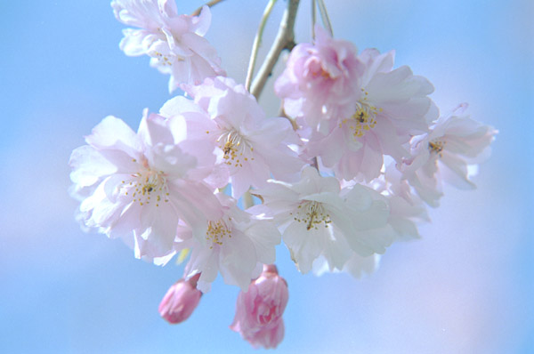 Nihon Go wa Omoshiroi Desu: Bunga Sakura