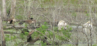 Canada Geese Wood Ducks Swans