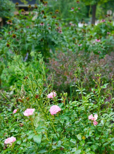 The Hill Garden is finally starting to freshen up a bit with Rosa 'The Fairy' coming back into bloom. The coneflowers on top of this planting are still going also. 