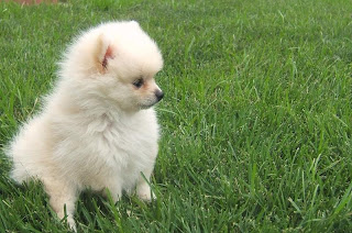 Pomeranian Puppy Pictures