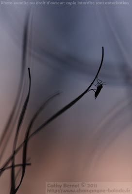 Photo d'insecte hyménoptère au soleil couchant: cynips du rosier?