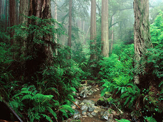 Webb Creek and Redwoods, Mount Tamalpais, State, Park, nature forest, wallpapers 