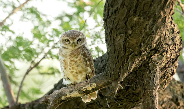 Bharatpur birding birds nature wildlife travel conservation