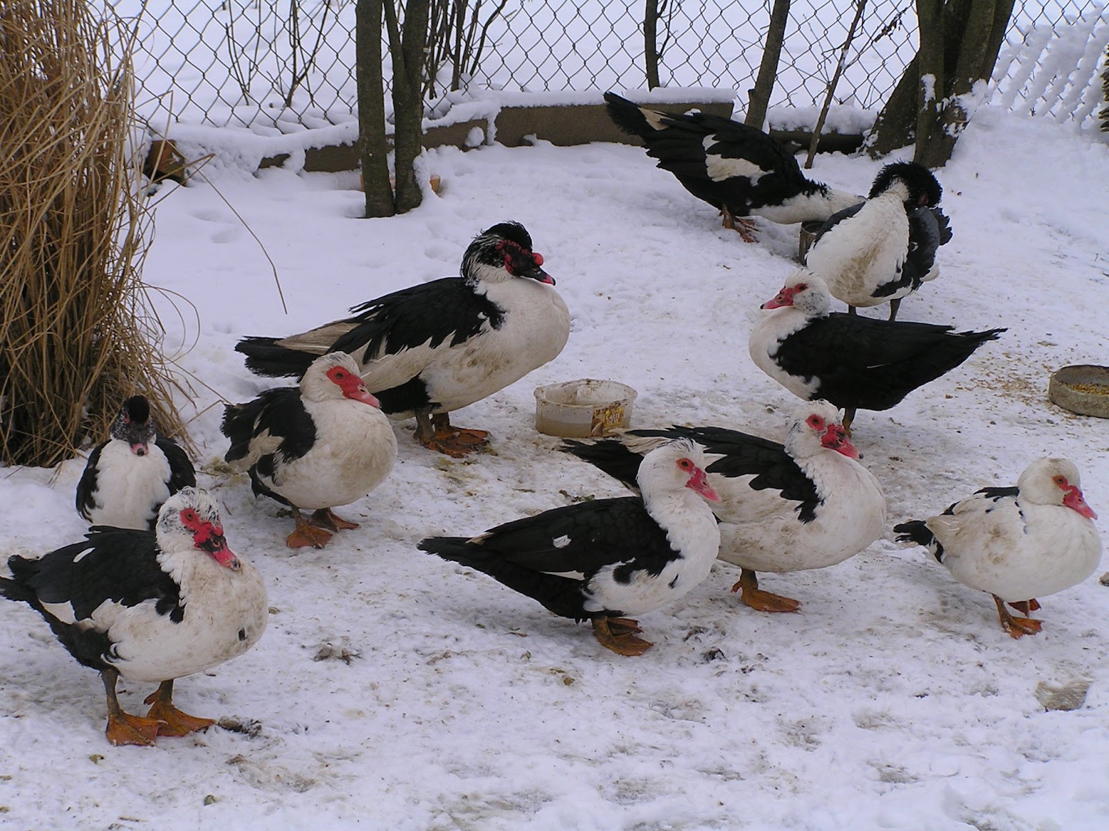 Types Of Ducks