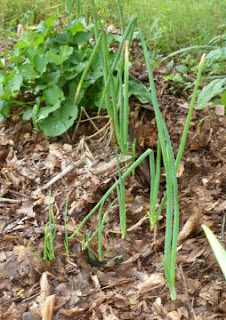 Egyptian Walking Onions with new sprouts