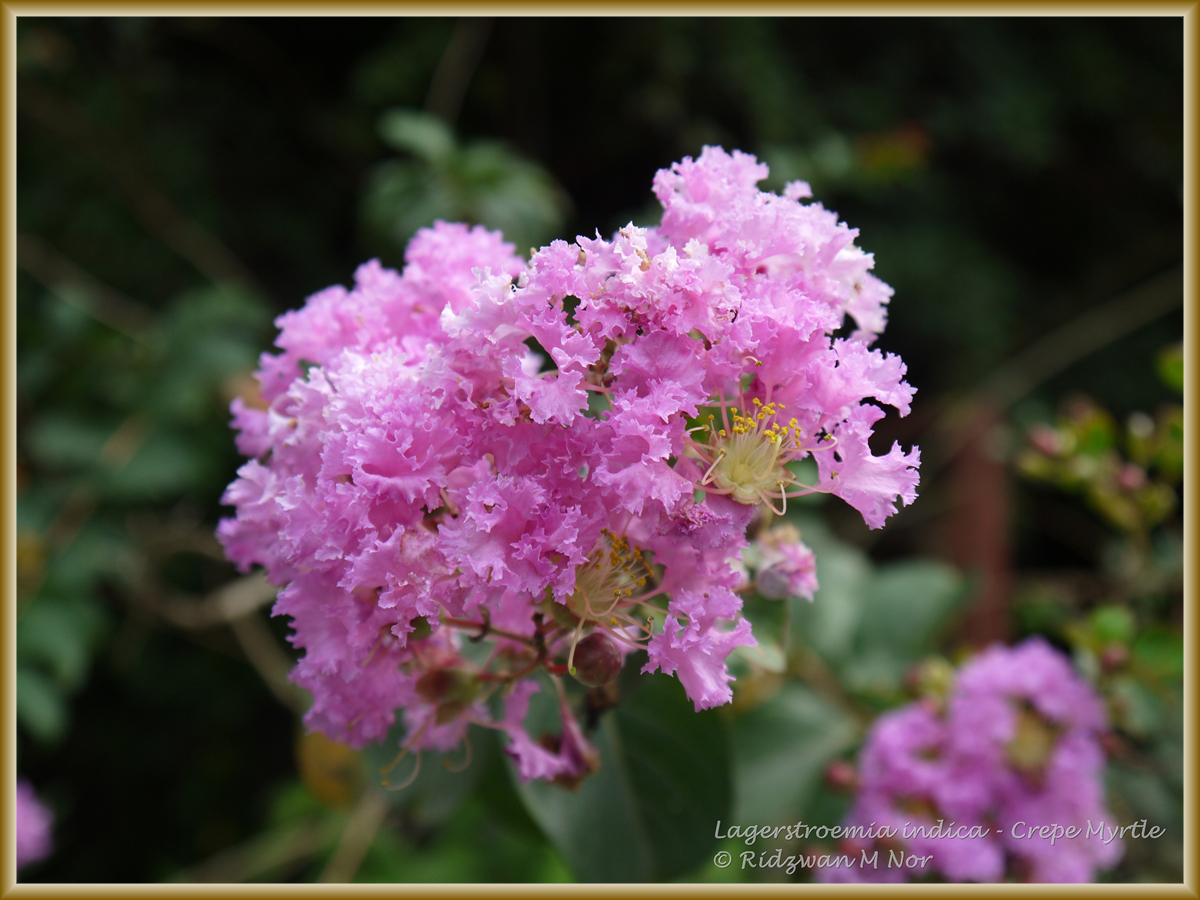 types of red flowers names Lagerstroemia Indica Crape Myrtle Tree | 1200 x 900