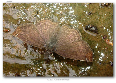 Mariposa ala cortada (Anisochoria sublimbata)