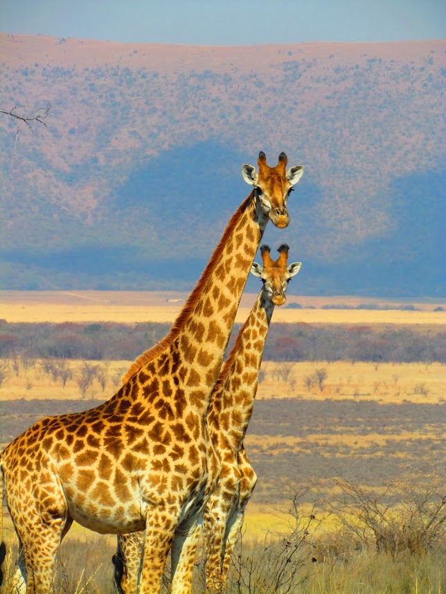 Giraffe Conservation Program