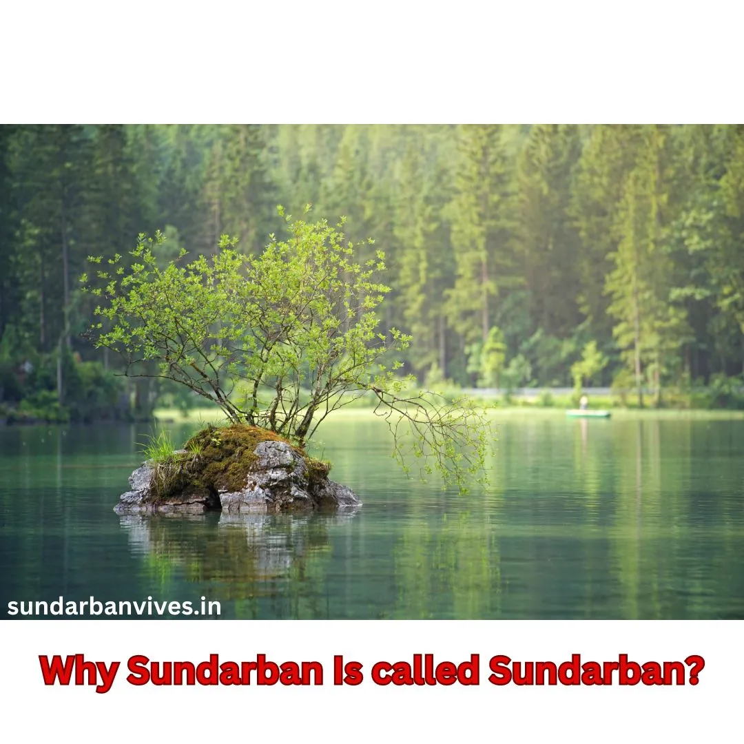 why sundarban is called sundarban