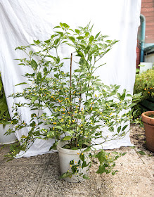 Aji charapita chili plant in avgust