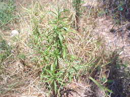 plantas medicinales de la mixteca: Plantas Medicinales de ...