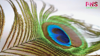 peacock beutiful wallpaper, peacock feather, beutiful peacock Morningpeacock wallpaper photo,  peacock wallpaper for walls,  peacock wallpaper design,  beautiful peacock wallpaper,  peacock feather wallpaper,  peacock live wallpaper,  peacock 3d wallpaper,  5d peacock wallpaper