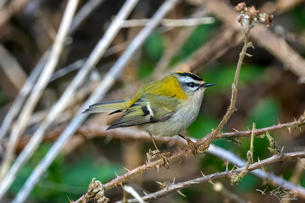 Firecrest