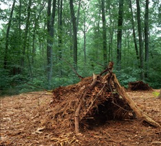 Debris Hut-Sheva Apelbaum