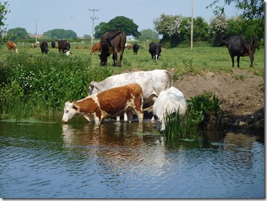 11 thirsty cows