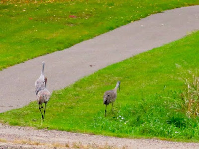 three sandhill cranes near the start of the path