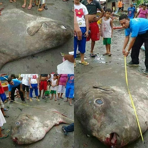 Ikan Matahari Gergasi terdampar di pantai Kg Forest Sandakan