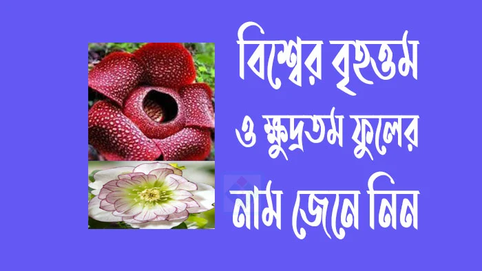বিশ্বের বৃহত্তম ফুলের নাম কি - জানা অজানা মজার তথ্য
