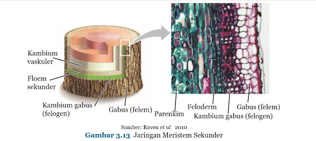 Gambar Jaringan Meristem Sekunder