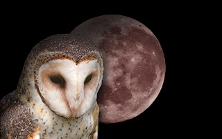 Barn Owl Wallpapers