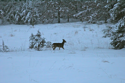 whitetail walking snowy fields