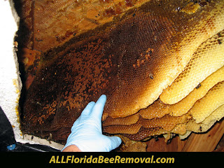 Yellow Jacket Nest Removal