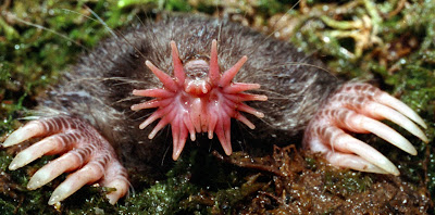 topo de nariz estrellada  (Condylura cristata