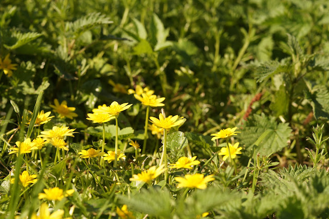 Norfolk countryside in spring photographs